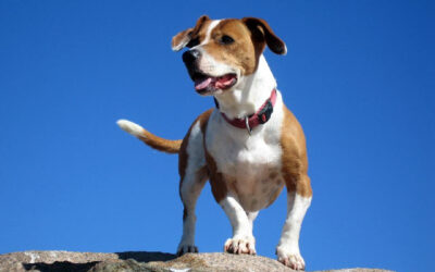 Tenzing, king o’ the mountains