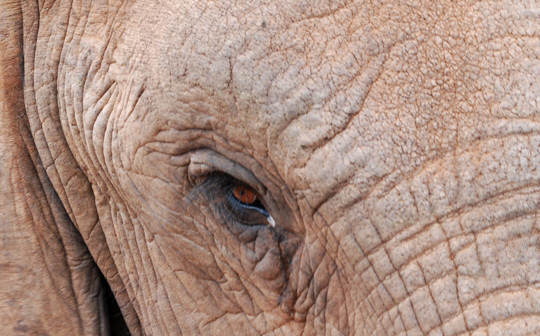Much ado about the Addo Elephant Trail Run 100 Miler